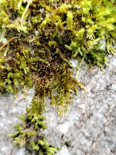 Image of Platygyrium repens by (c) Bartosz Sarnowski, some rights reserved (CC BY)