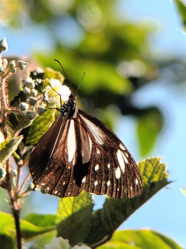 Ceylon Tiger
