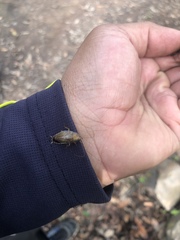 Latiblattella tarasca