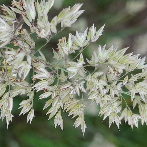 Holcus lanatus