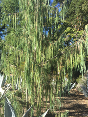 Cupressus cashmeriana