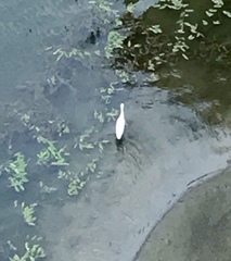 Egretta garzetta