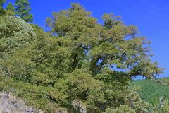 Quercus chrysolepis chrysolepis