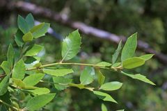Quercus chrysolepis chrysolepis