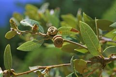 Quercus chrysolepis chrysolepis