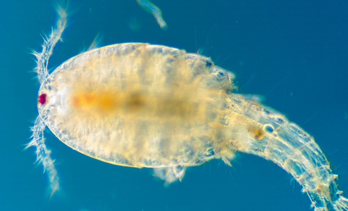 Ectocyclops phaleratus