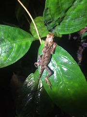 Acanthosaura lepidogaster