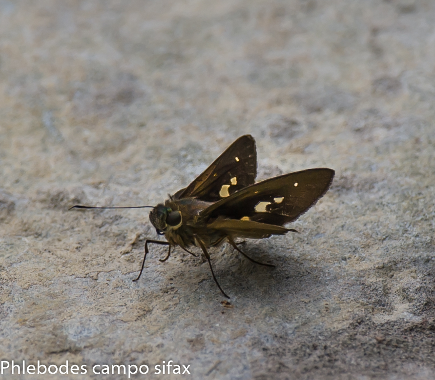Phlebodes campo