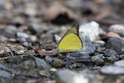 Saletara cycinna