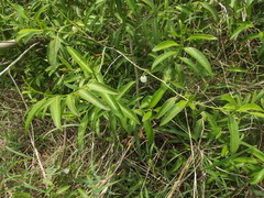 Vallesia glabra