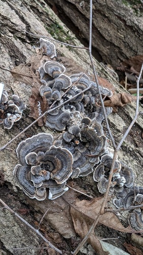 Trametes versicolor