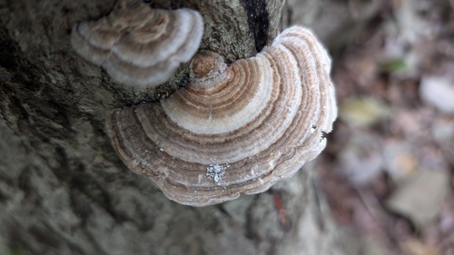 Trametes betulina