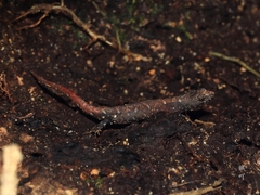 Hainan Water Skink photo 2
