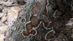 Peniophora albobadia