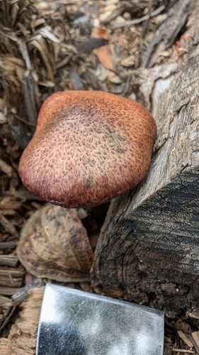 Gymnopilus aeruginosus