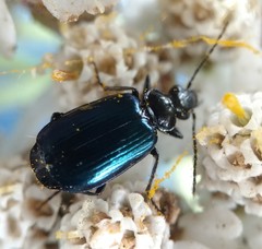 Lebia cyanipennis