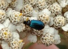 Lebia cyanipennis