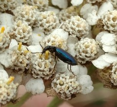 Lebia cyanipennis