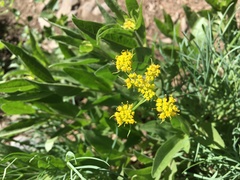 Lomatium triternatum triternatum