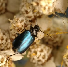 Lebia cyanipennis