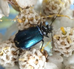Lebia cyanipennis