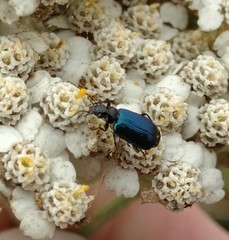 Lebia cyanipennis