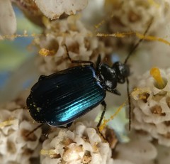 Lebia cyanipennis
