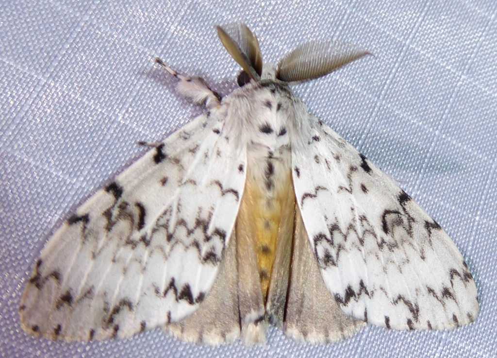 Lymantria alexandrae