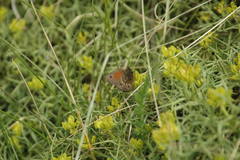 Cosmosatyrus leptoneuroides