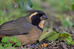 Golden-Billed Saltator photo 3
