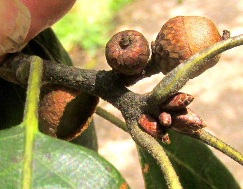 Quercus xalapensis, photograph 2