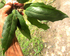 Quercus xalapensis, photograph author not stated, no rights reserved