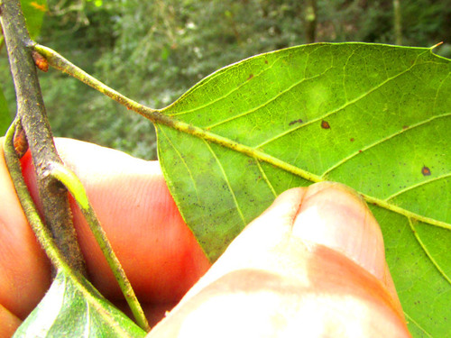 Quercus xalapensis, photograph 4
