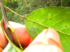 Quercus xalapensis, photograph author not stated, no rights reserved