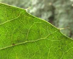 Quercus xalapensis, photograph author not stated, no rights reserved