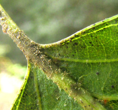 Quercus xalapensis, photograph author not stated, no rights reserved