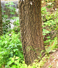 Quercus xalapensis, photograph author not stated, no rights reserved