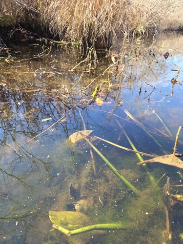 Amphibious Bistort winter