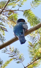 Trogon curucui