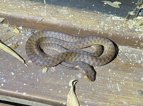 Brown Tree Snake sighting