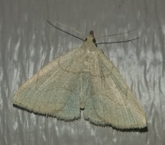 Zanclognatha pedipilalis