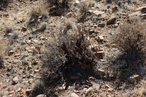 Astroloba robusta