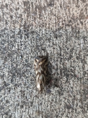Loxostege cereralis