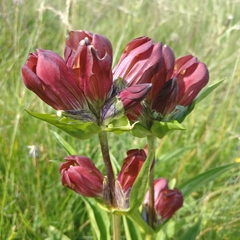 Gentiana purpurea