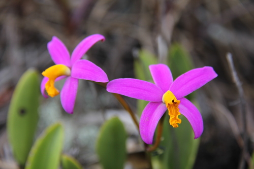 Longipes Cattleya