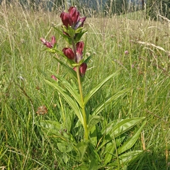 Gentiana purpurea
