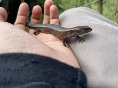 Mount Orizaba Alligator Lizard photo 2