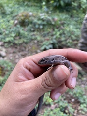 Mount Orizaba Alligator Lizard photo 3