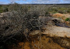 Amphiglossa rudolphii