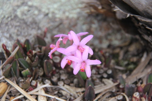 Liliputana Cattleya